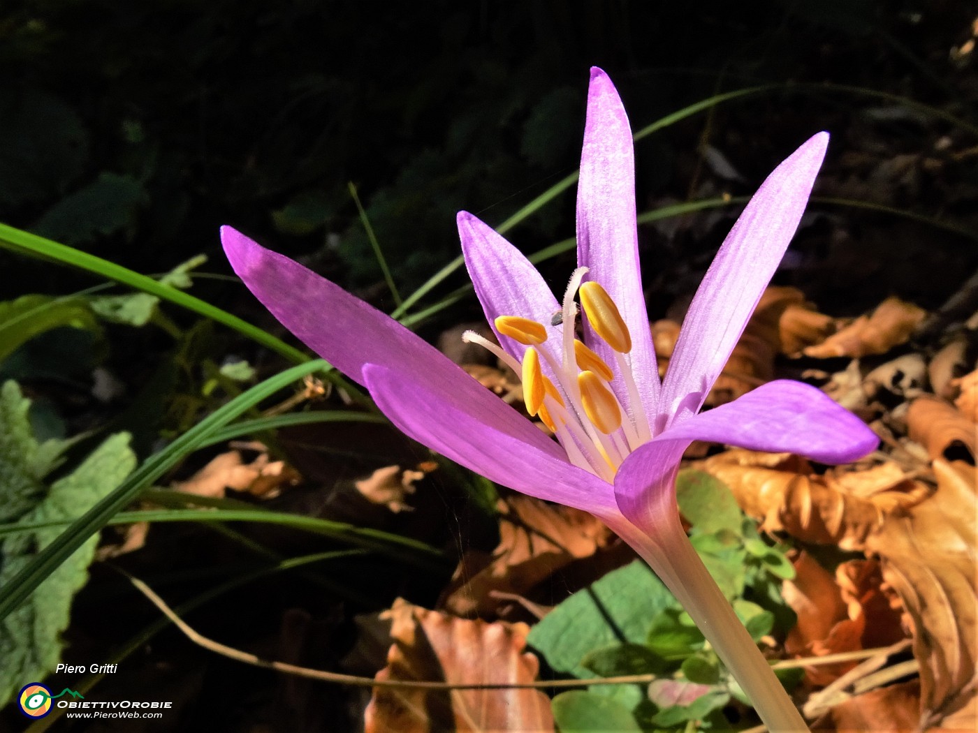 23 Nel bosco baciato dal sole (Colchicum autumnale- Colchico d'autunno).JPG